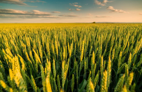 Will Wheat Germinate on Top of the Ground