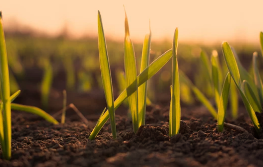 How Long Does It Take Wheat To Germinate