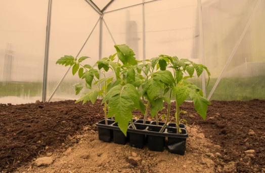 omato Seedlings From Seed Tray