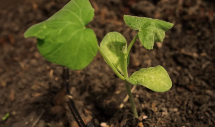 Squash Seedlings Are Ready