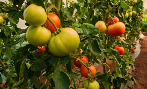 Tomato And Pepper Companion Plants