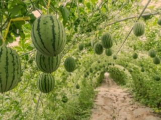 Where Does Watermelon Grow Best