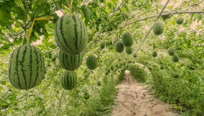 Where Does Watermelon Grow Best? Nature’s Sweet Spot