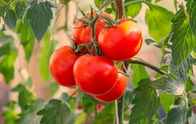 Types of Bush Tomatoes