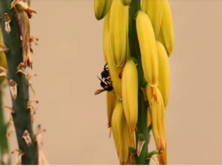 What Do Aloe Vera Seeds Look Like