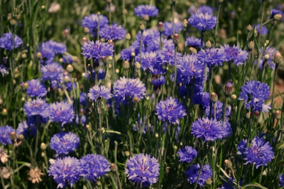 When To Plant Cornflower Seeds