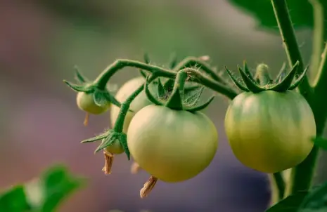 Black Spots on Tomato Plants