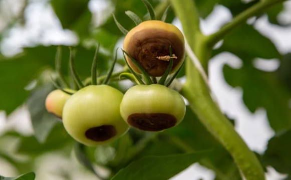 Types of Black Spots in Tomatoes