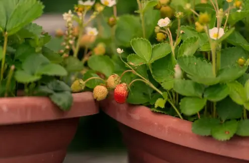 how often to water strawberry seeds