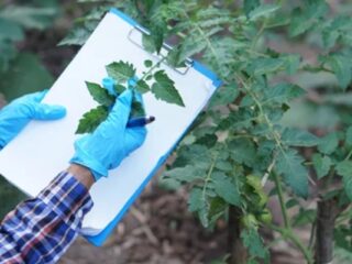 DIY Remedies for Black Spots on Tomatoes