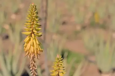 What Do Aloe Vera Seeds Look Like