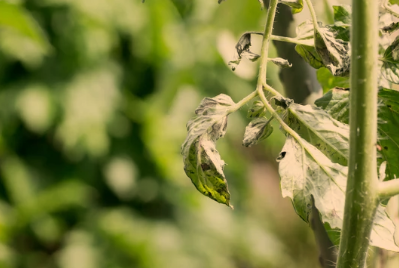 Black Spots on Tomato Plants