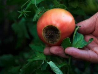 Types of Black Spots in Tomatoes