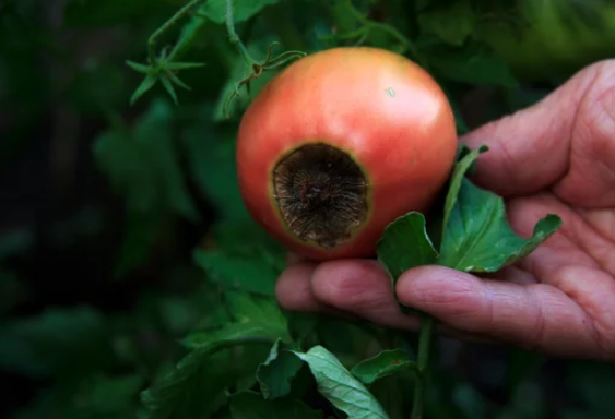 Tomato Black Spot