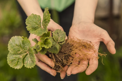 how often to water strawberry seeds