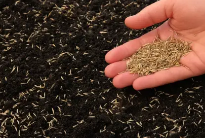 When Best to Plant Grass Seed