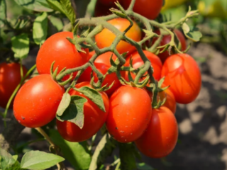 Types of Bush Tomatoes