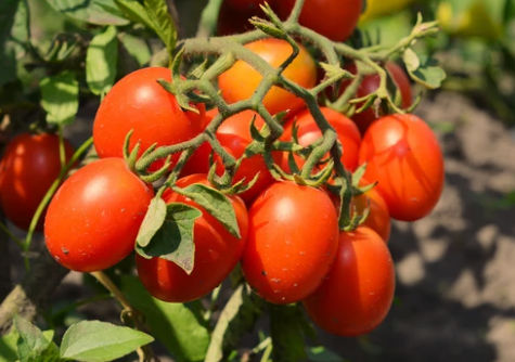 9 Different Types of Bush Tomatoes