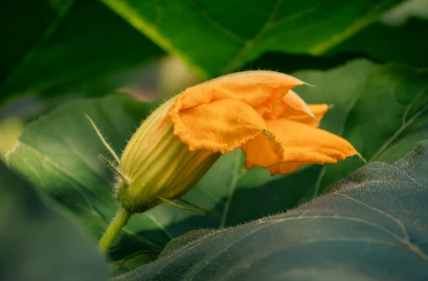 What Climate And Growing Conditions Do Pumpkins Require