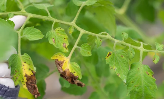 Types of Black Spots in Tomatoes