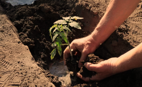 Newly Transplanted Tomato