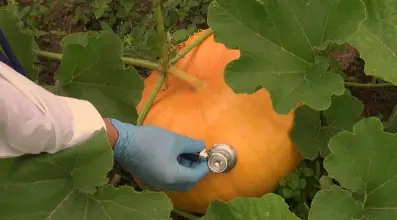 What Climate And Growing Conditions Do Pumpkins Require