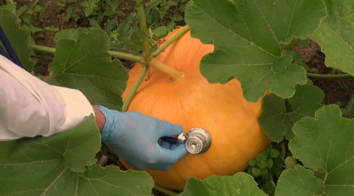 What Climate And Growing Conditions Do Pumpkins Require