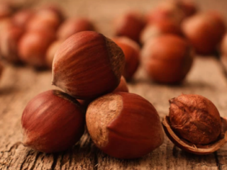 What Do Filbert Nuts Look Like