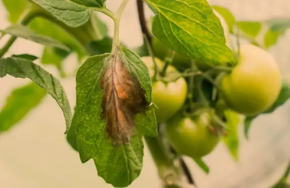 Fungicides for Combating Black Spots on Tomatoes