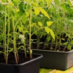 Tomato Seedlings From Seed Tray