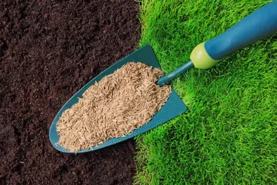 When Best to Plant Grass Seed