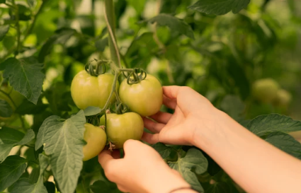 Types of Bush Tomatoes