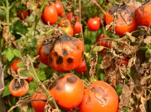 Types of Black Spots in Tomatoes