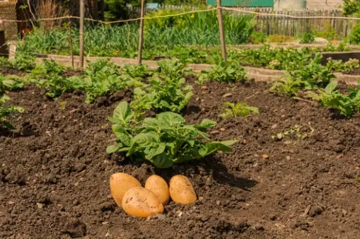 What Can You Grow With Potatoes