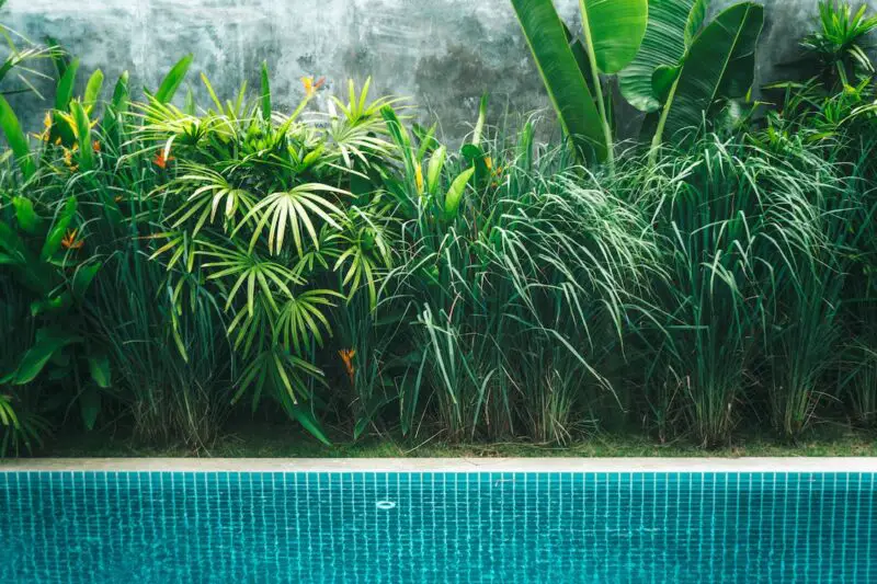 Plants to Place Around Your Pool