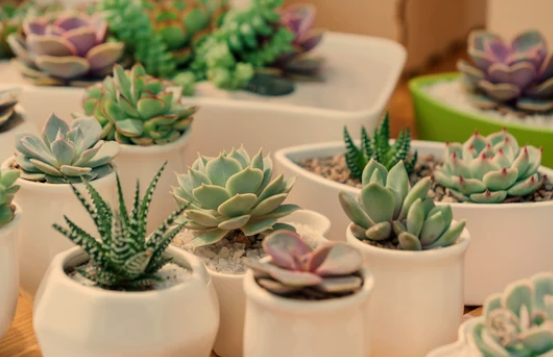 Succulent Plants