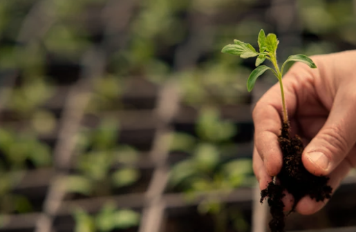 Right Pot Size for Your Tomatoes