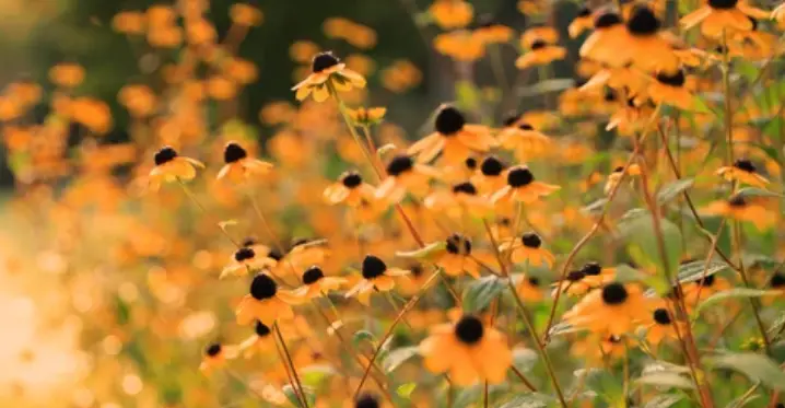 Planting Black-Eyed Susans: Timing and Tips