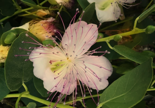  Fast-Growing Climbing Plants for Fences