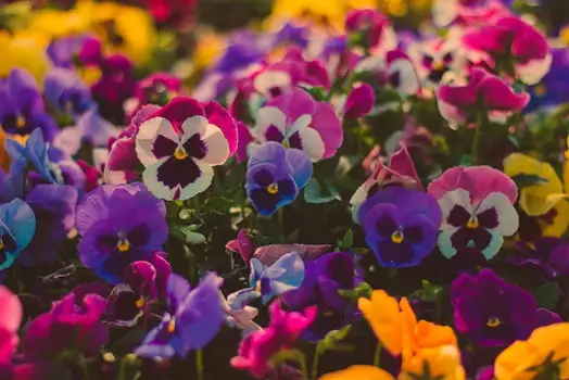 When To Start Pansy Seeds For Fall Display