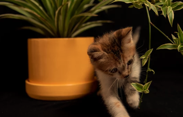 Are Spider Plants Poisonous to Cats