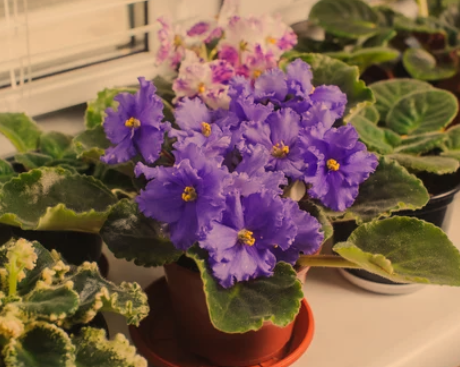  African Violet Plants