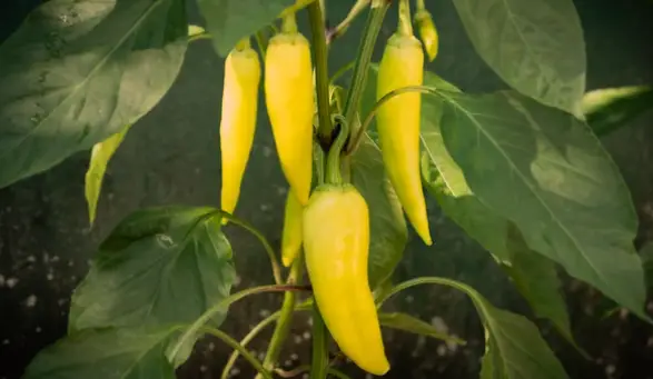 Banana Pepper Plants