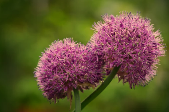 How to Planting Alliums