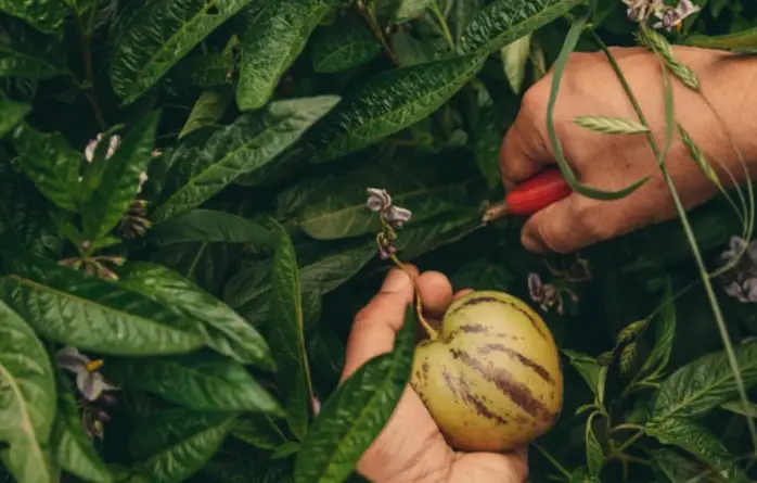 Fruits That Look Like a Tomato: Exploring Nature’s Curiosities