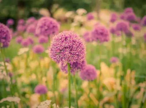 How to Planting Alliums