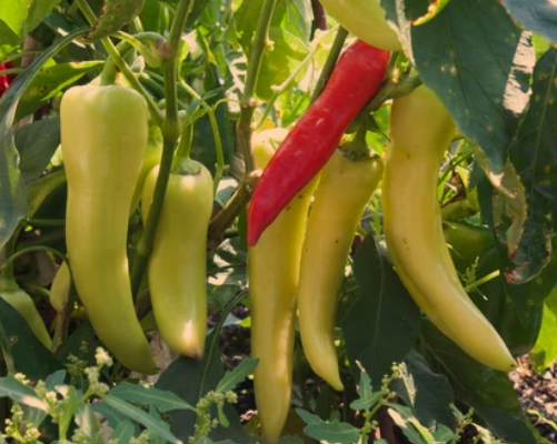 Banana Pepper Plant