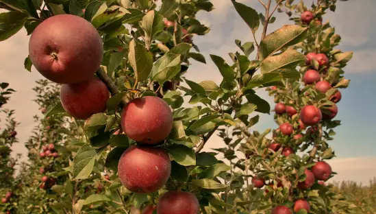 Arkansas Black Apple Trees