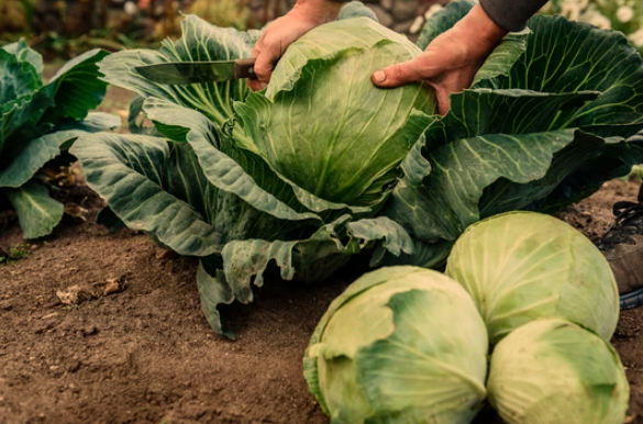 How to Determine When Cabbage is Ready to Harvest