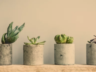 Succulent Plants